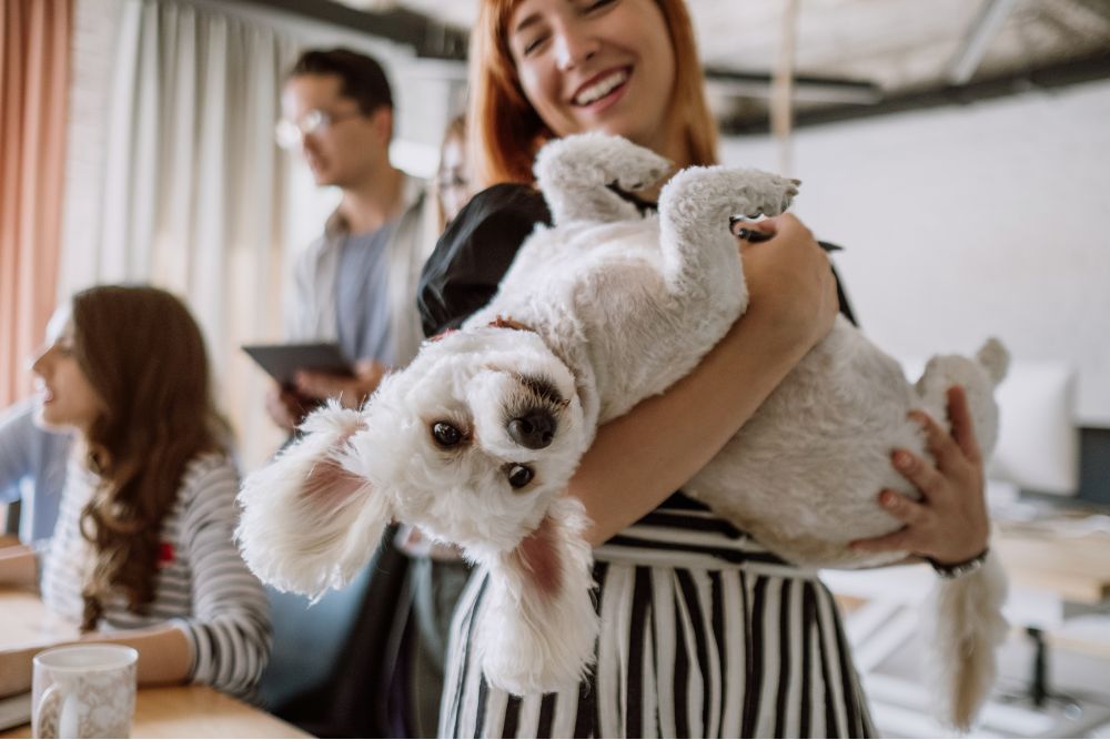 Pet Groomers Lancaster