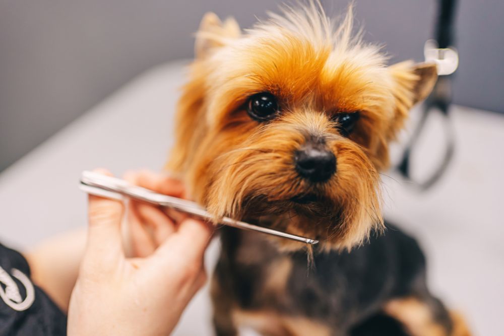 Pet Grooming 
